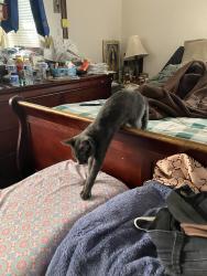 Reunited Female Cat last seen Stanley way, Escondido, CA 92027