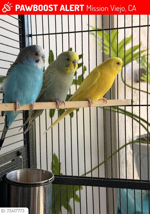 Lost Male Bird last seen Oso Parkway and Margarite, Mission Viejo, CA 92691