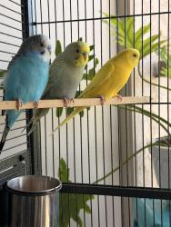 Lost Male Bird last seen Oso Parkway and Margarite, Mission Viejo, CA 92691
