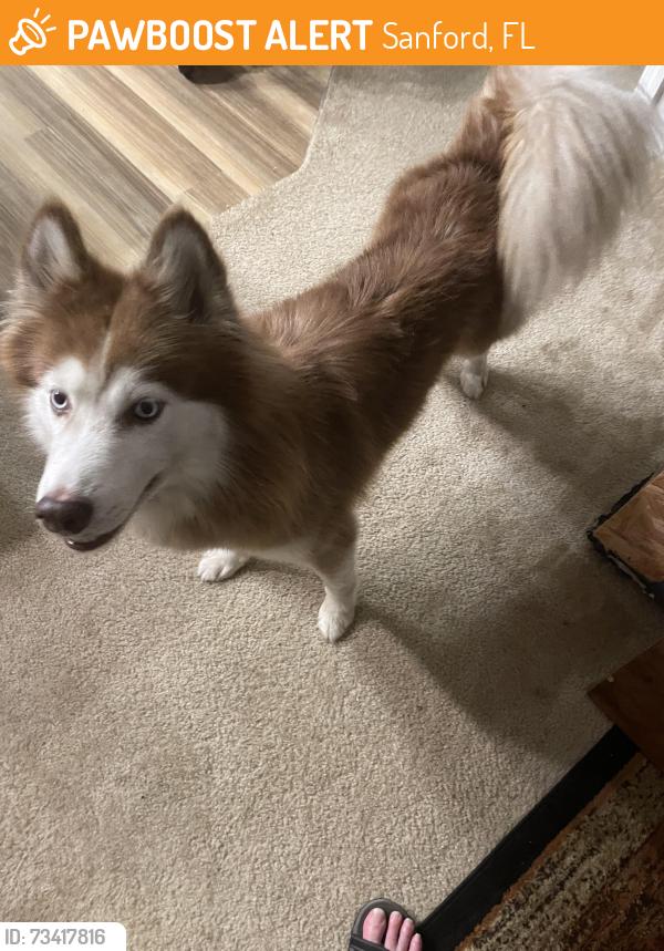 Found/Stray Male Dog last seen 25th Street/H E Thomas, Sanford, FL 32771