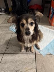 Reunited Female Dog last seen Shatto 39, Los Angeles, CA 90005