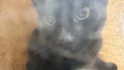 Shelter Stray Male Cat last seen , 957 N Gaffey St, San Pedro, CA 90731, USA