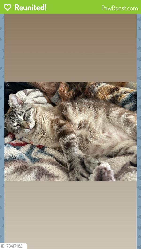 Reunited Male Cat last seen Country Club Villa apmts, San Jose, CA 95127