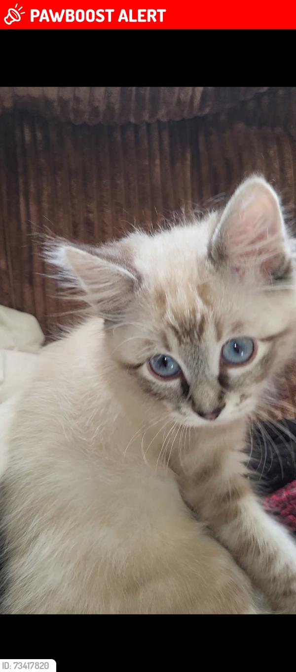 Lost Male Cat last seen pine valley mobile homes, Beltrami County, MN 56601