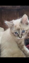 Lost Male Cat last seen pine valley mobile homes, Beltrami County, MN 56601