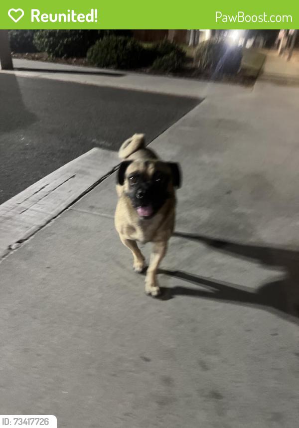 Reunited Male Dog last seen Near Central Ave, South El Monte, CA 91733, USA, South El Monte, CA 91733