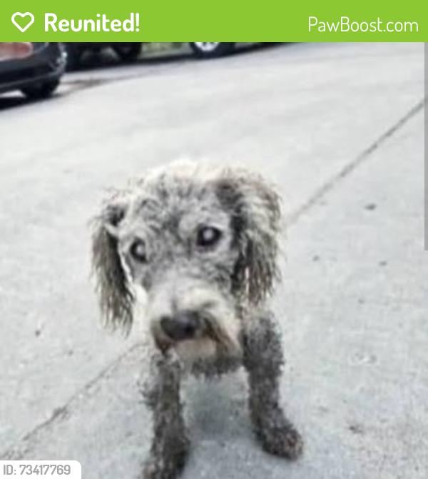 Reunited Male Dog last seen N/A, Redlands, CA 92374