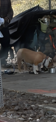 Found/Stray Unknown Dog last seen 4th ave and elm st., San Diego, CA 92101