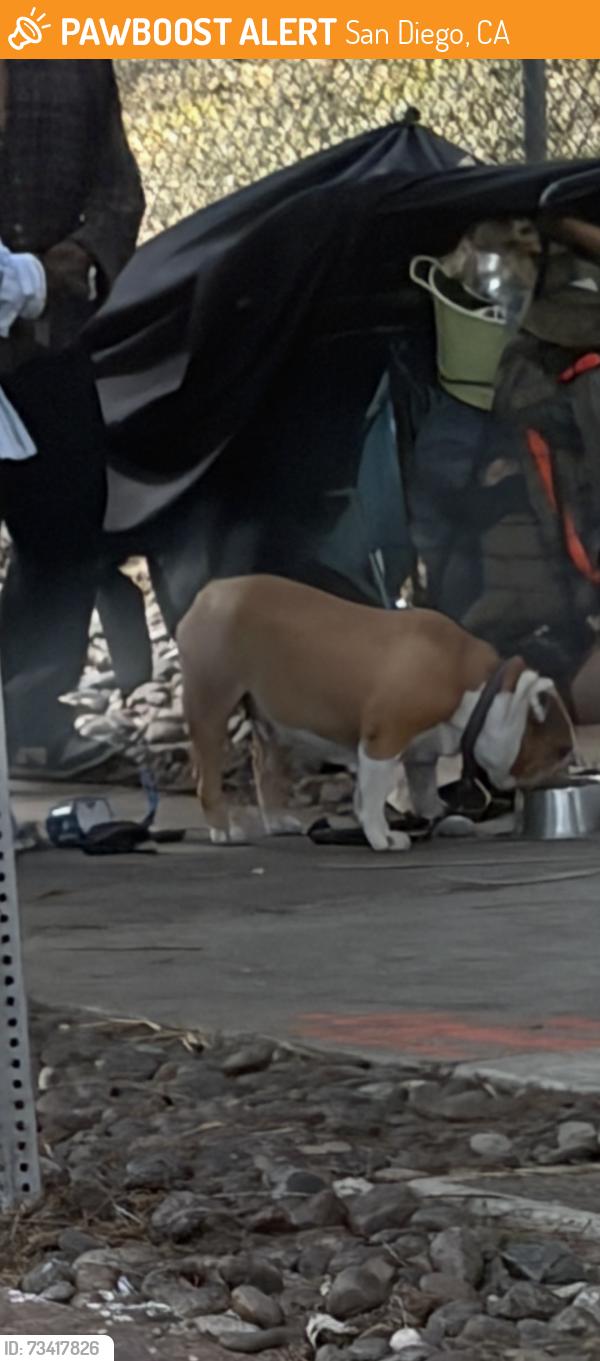 Found/Stray Unknown Dog last seen 4th ave and elm st., San Diego, CA 92101