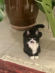 Lost Female Cat last seen Manchester street and standard street, Boston, MA 02126