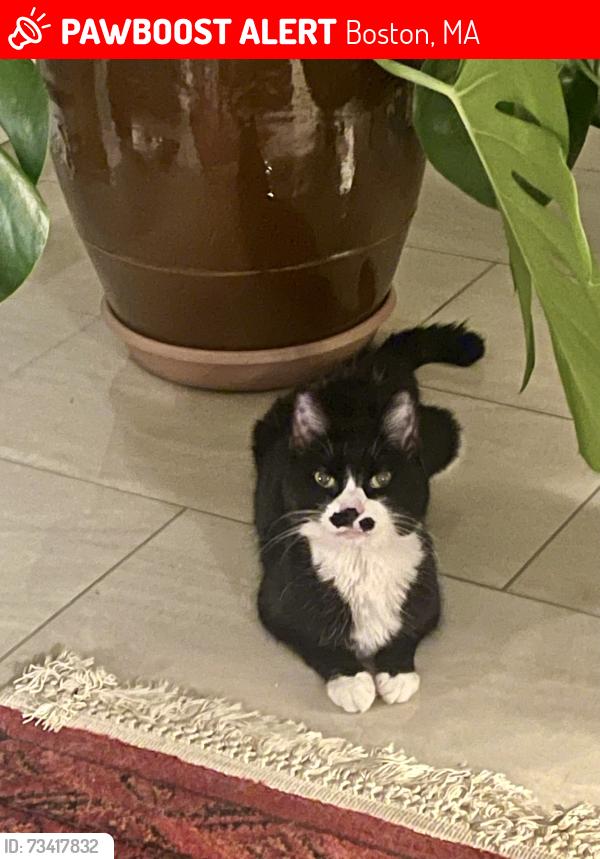 Lost Female Cat last seen Manchester street and standard street, Boston, MA 02126