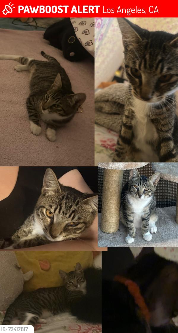Lost Female Cat last seen Gilbert W. Lindsay Recreation Center, Los Angeles, CA 90011