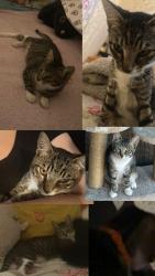 Lost Female Cat last seen Gilbert W. Lindsay Recreation Center, Los Angeles, CA 90011