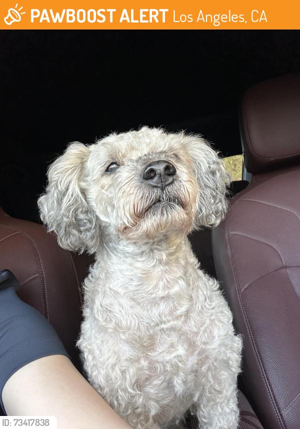 Found/Stray Male Dog last seen in Los Angeles near E. Cesar Chavez Ave & N. Saint Louis St., Los Angeles, CA 90033