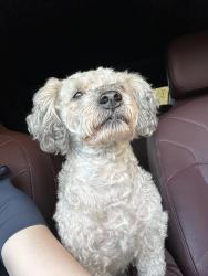 Found/Stray Male Dog last seen in Los Angeles near E. Cesar Chavez Ave & N. Saint Louis St., Los Angeles, CA 90033