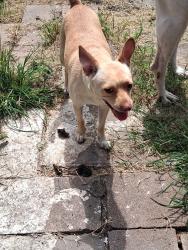 Lost Female Dog last seen Strawberry park, Pasadena, TX 77502