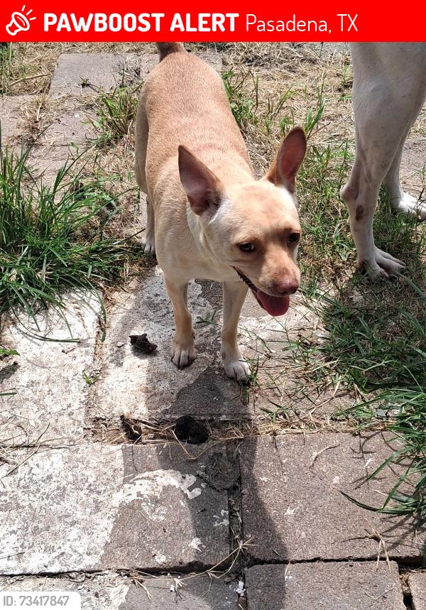Lost Female Dog last seen Strawberry park, Pasadena, TX 77502