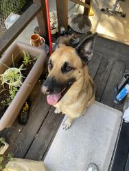 Reunited Unknown Dog last seen Ave 60 and Collis Ave, Los Angeles, CA 90042
