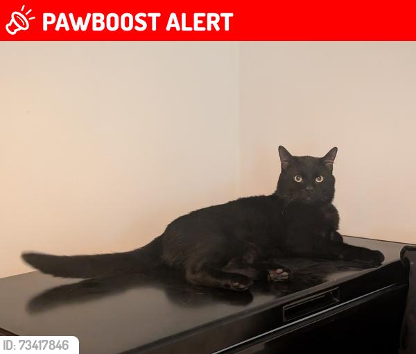 Lost Male Cat last seen Carter road, Greater London, England SW19