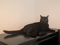 Lost Male Cat last seen Carter road, Greater London, England SW19