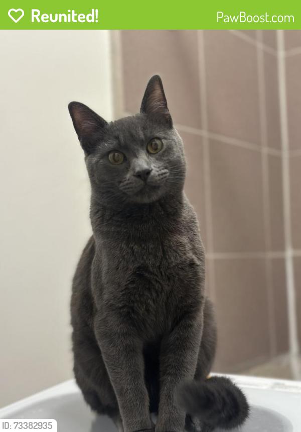Reunited Male Cat last seen Stafford and Saturn Street Huntington Park, Huntington Park, CA 90255