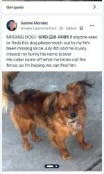 Lost Male Dog last seen 26th Ave between del norte and mendicno, Sacramento, CA 95820