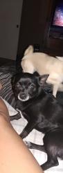 Lost Female Dog last seen Soothing Meadows and Camino De Los Montoya's, Rio Rancho, NM 87144