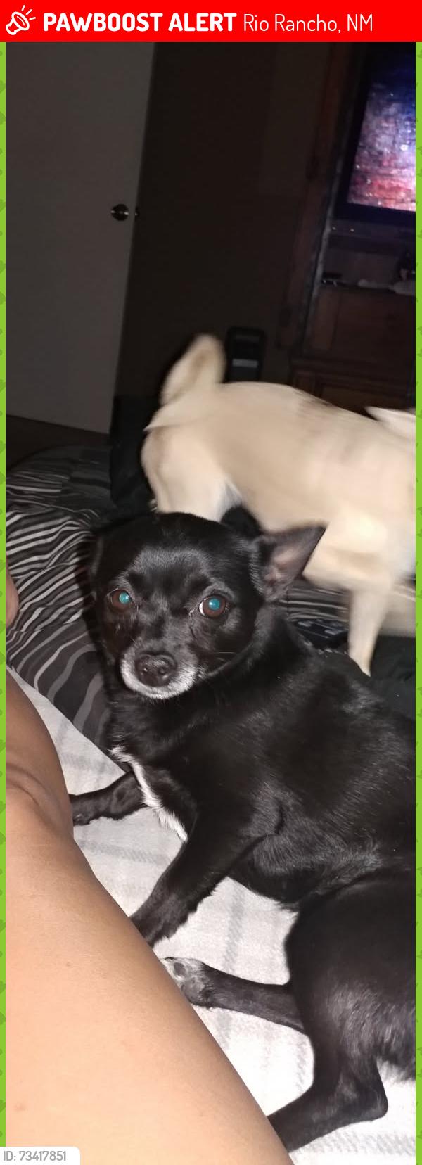 Lost Female Dog last seen Soothing Meadows and Camino De Los Montoya's, Rio Rancho, NM 87144