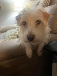 Lost Male Dog last seen Blacklidge and Palo Verde, Tucson, AZ 85716