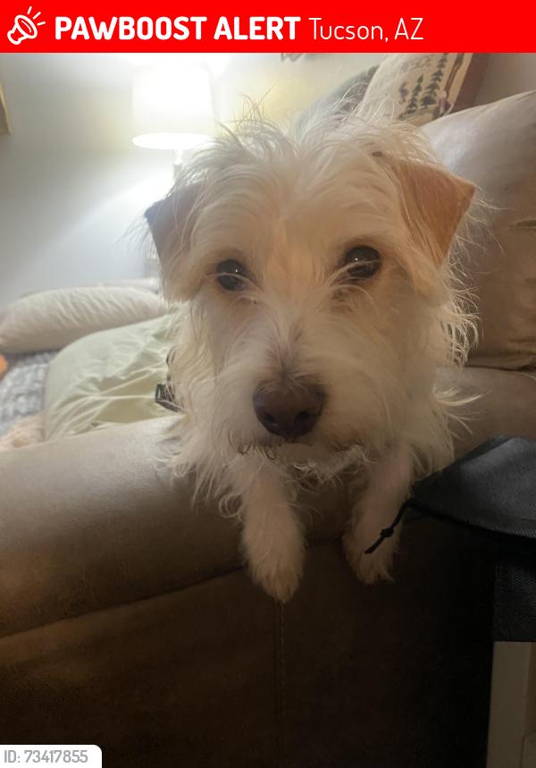 Lost Male Dog last seen Blacklidge and Palo Verde, Tucson, AZ 85716