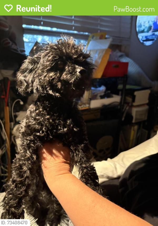 Reunited Female Dog last seen 4th Ave., Cornelius, OR 97113