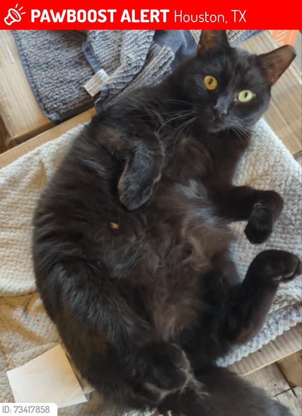 Lost Male Cat last seen Near Briarwood Forest Drive, Houston, TX 77088