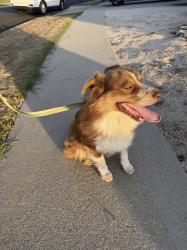Reunited Male Dog last seen Riverside, Rialto, CA 92377
