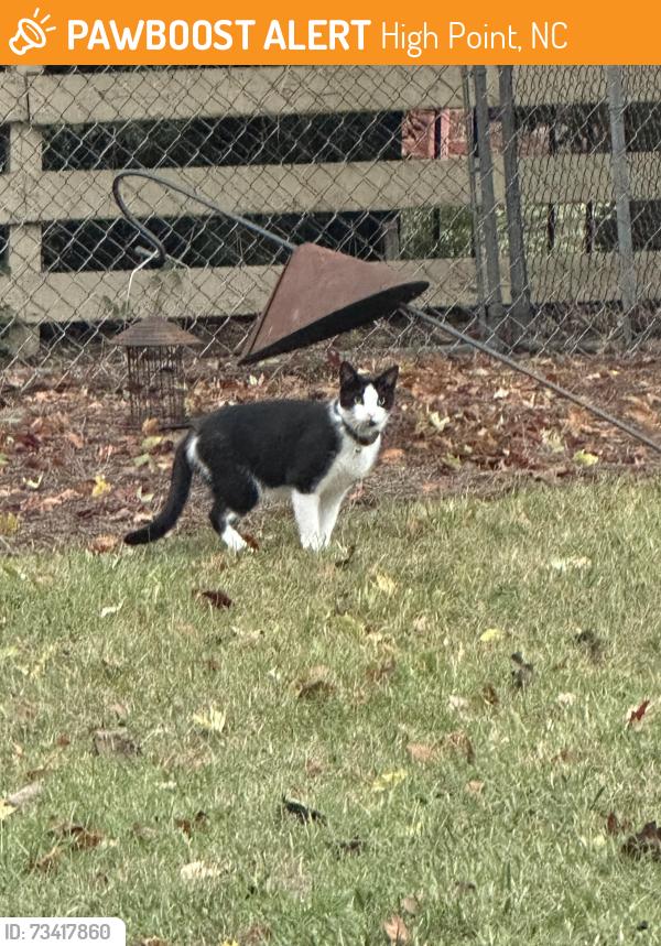 Found/Stray Unknown Cat last seen Devonshire, High Point, NC 27262