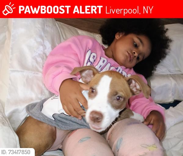 Lost Male Dog last seen Speedway, Liverpool, NY 13088