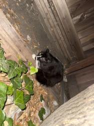 Found/Stray Unknown Cat last seen The Arlington in Berkeley, around the 900–1000 block, Berkeley, CA 94704