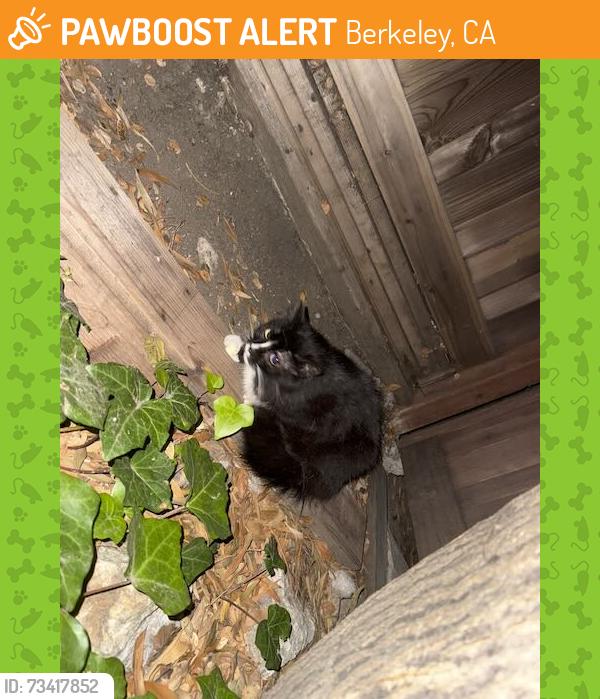 Found/Stray Unknown Cat last seen The Arlington in Berkeley, around the 900–1000 block, Berkeley, CA 94704