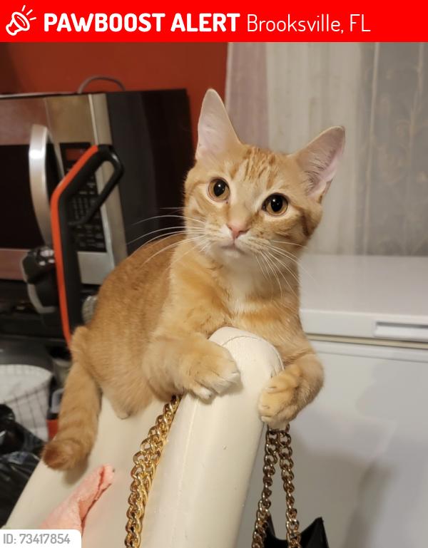 Lost Female Cat last seen Pitcairn, Evergreen, Brooksville, FL 34613