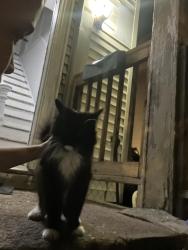 Found/Stray Unknown Cat last seen Blachley ave, New Haven, CT 06513