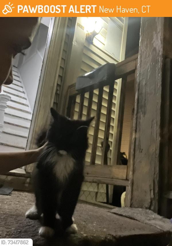 Found/Stray Unknown Cat last seen Blachley ave, New Haven, CT 06513