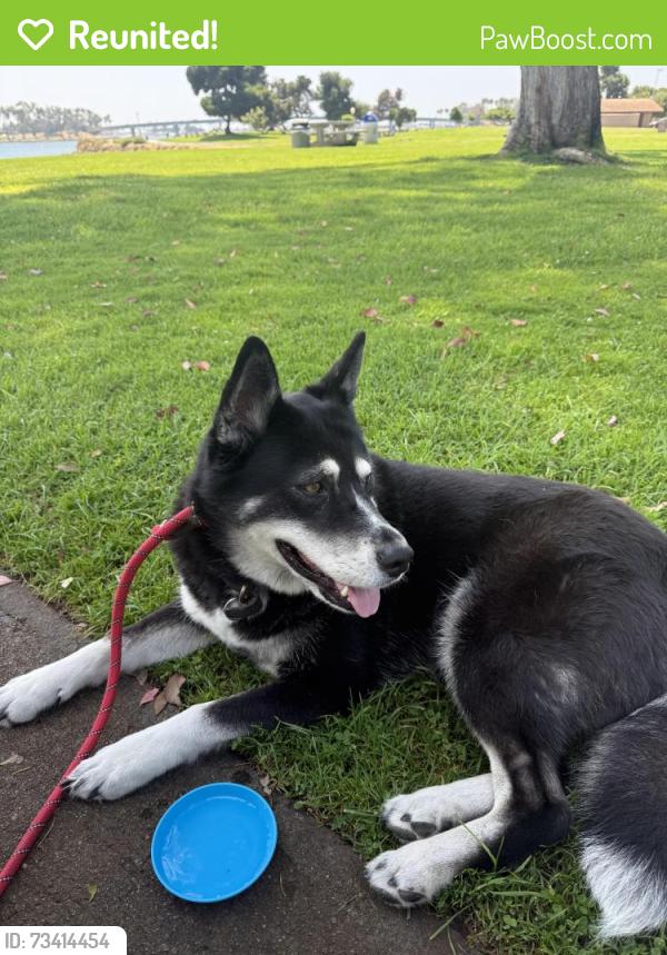 Reunited Female Dog last seen Near Apple court, Apple gate, CA, Applegate, CA 95703
