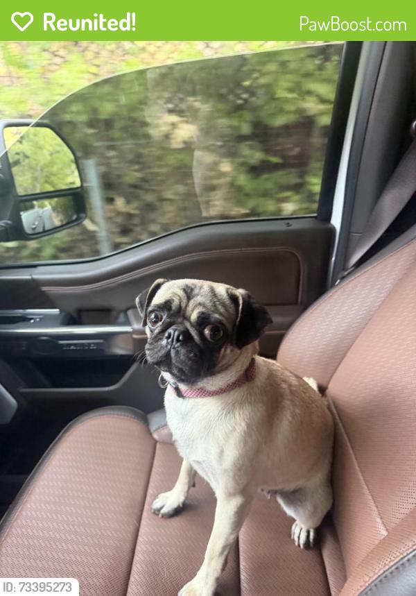 Reunited Unknown Dog last seen Pierce rd, Saratoga, CA 95070