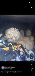 Found/Stray Female Dog last seen Bloomington, Bloomington, CA 92316