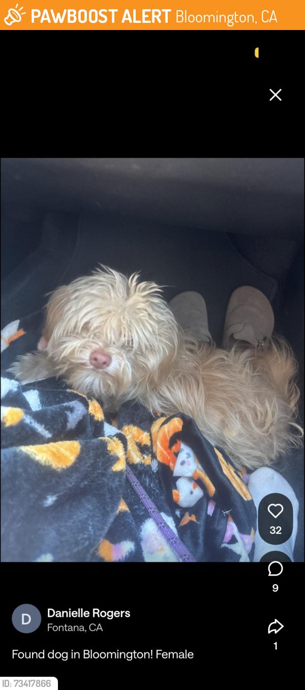 Found/Stray Female Dog last seen Bloomington, Bloomington, CA 92316