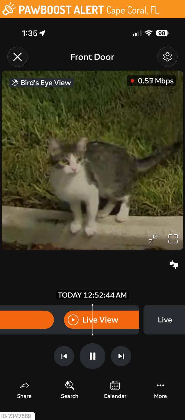 Found/Stray Unknown Cat last seen Cape Coral Technical College, Cape Coral, FL 33993