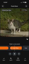 Found/Stray Unknown Cat last seen Cape Coral Technical College, Cape Coral, FL 33993