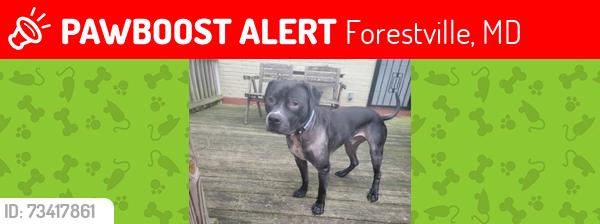 Lost Male Dog last seen Whitney Ave, District Heights, MD 20747 — Forestville area, Forestville, MD 20747