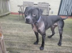 Lost Male Dog last seen Whitney Ave, District Heights, MD 20747 — Forestville area, Forestville, MD 20747