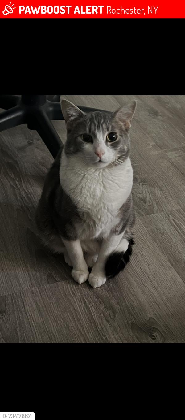 Lost Male Cat last seen Norton st & Portland av, Rochester, NY 14621