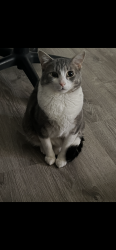 Lost Male Cat last seen Norton st & Portland av, Rochester, NY 14621